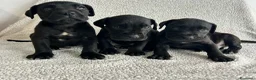 Cane Corso perros en venta: Cané corso negro  - Anuncio 1
