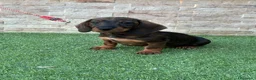 Teckel perros en venta: Cachorro teckel color jabalí  - Anuncio 4