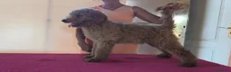 Caniche Gigante perros en venta: Caniches gigantes apricot  - Anuncio 4