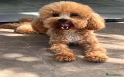 Caniche Toy perros en venta: Caniches toys Phanton ,apricot... - Imagen 7