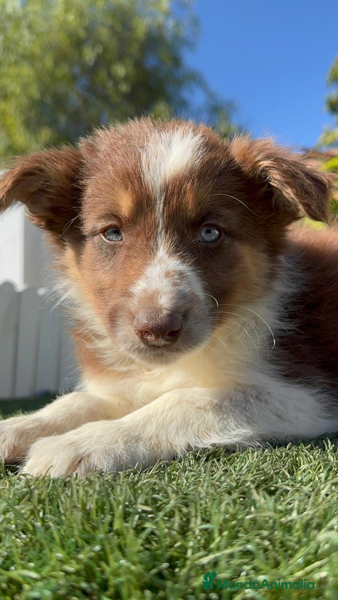Border Collie perros en venta: BORDER COLLIE - Anuncio 33