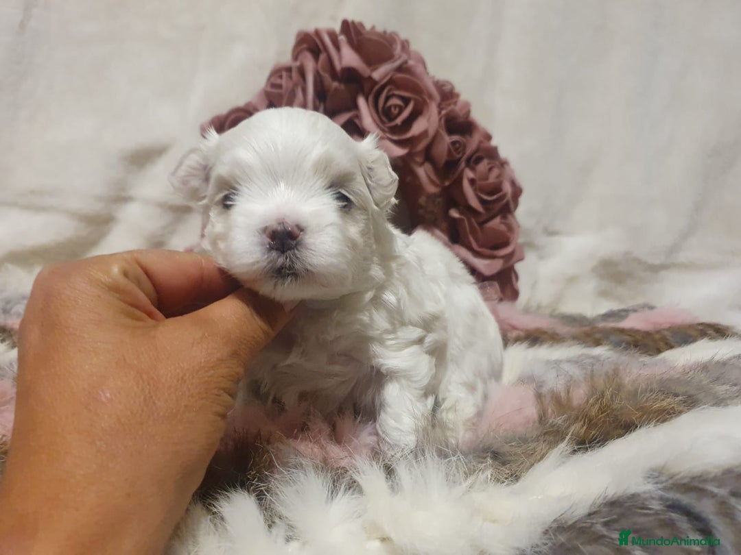 Bichón Maltés perros en venta: Bichones Malteses   - Imagen 8