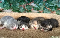 Persa gatos en venta: Persa americano exóticos  - Imagen 2