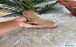 Chihuahua perros en venta: CHIHUAHUA MACHO CANELA - Imagen 4