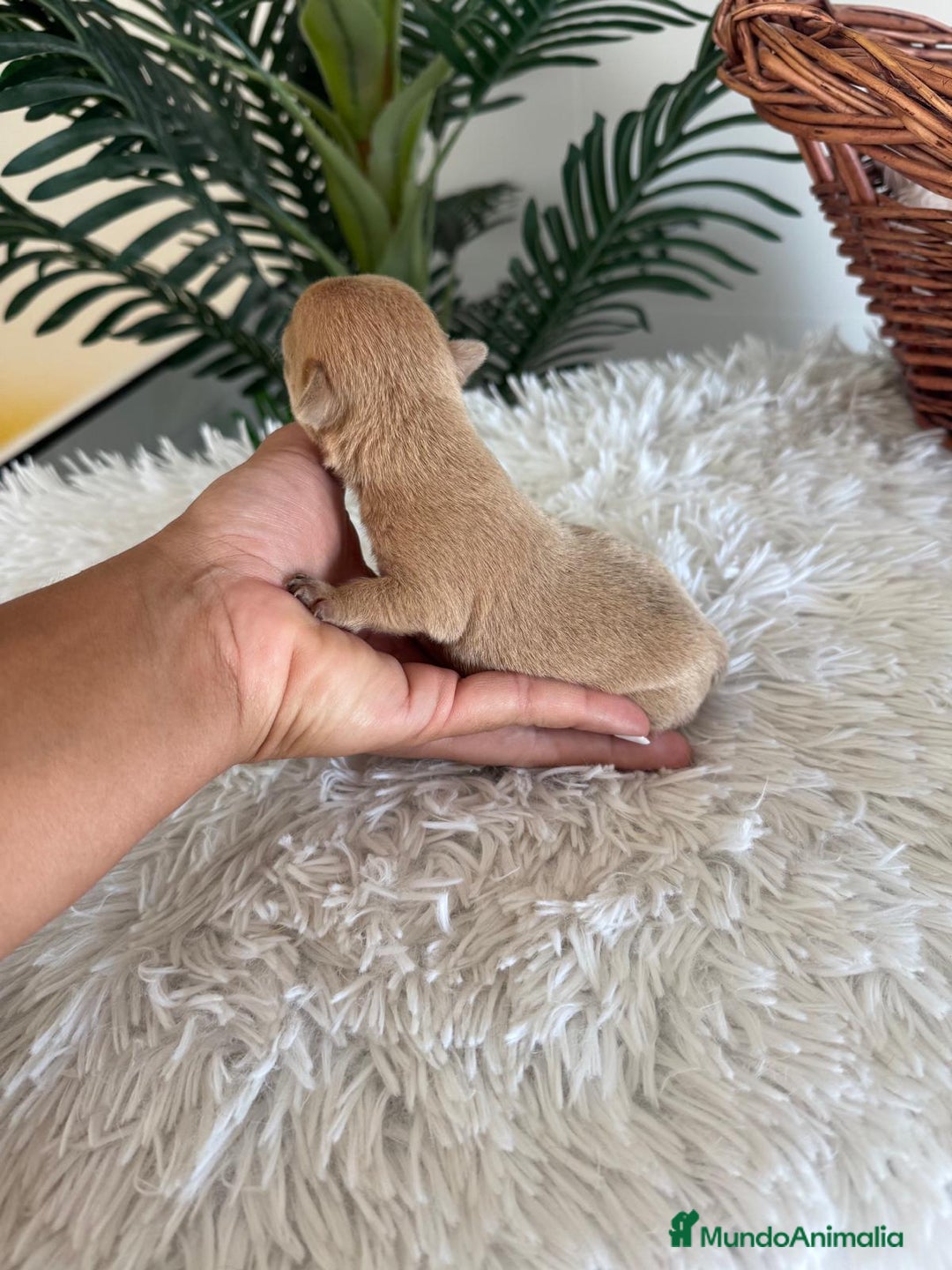 Chihuahua perros en venta: CHIHUAHUA MACHO CANELA - Imagen 4