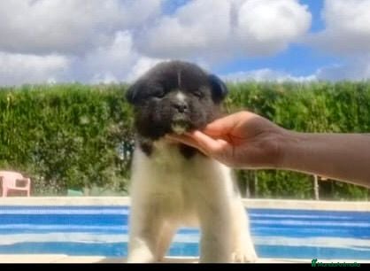 Akita Inu perros Akita inu  - Anuncio 1