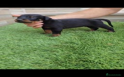 Dobermann perros en venta: Doberman  - Imagen 5