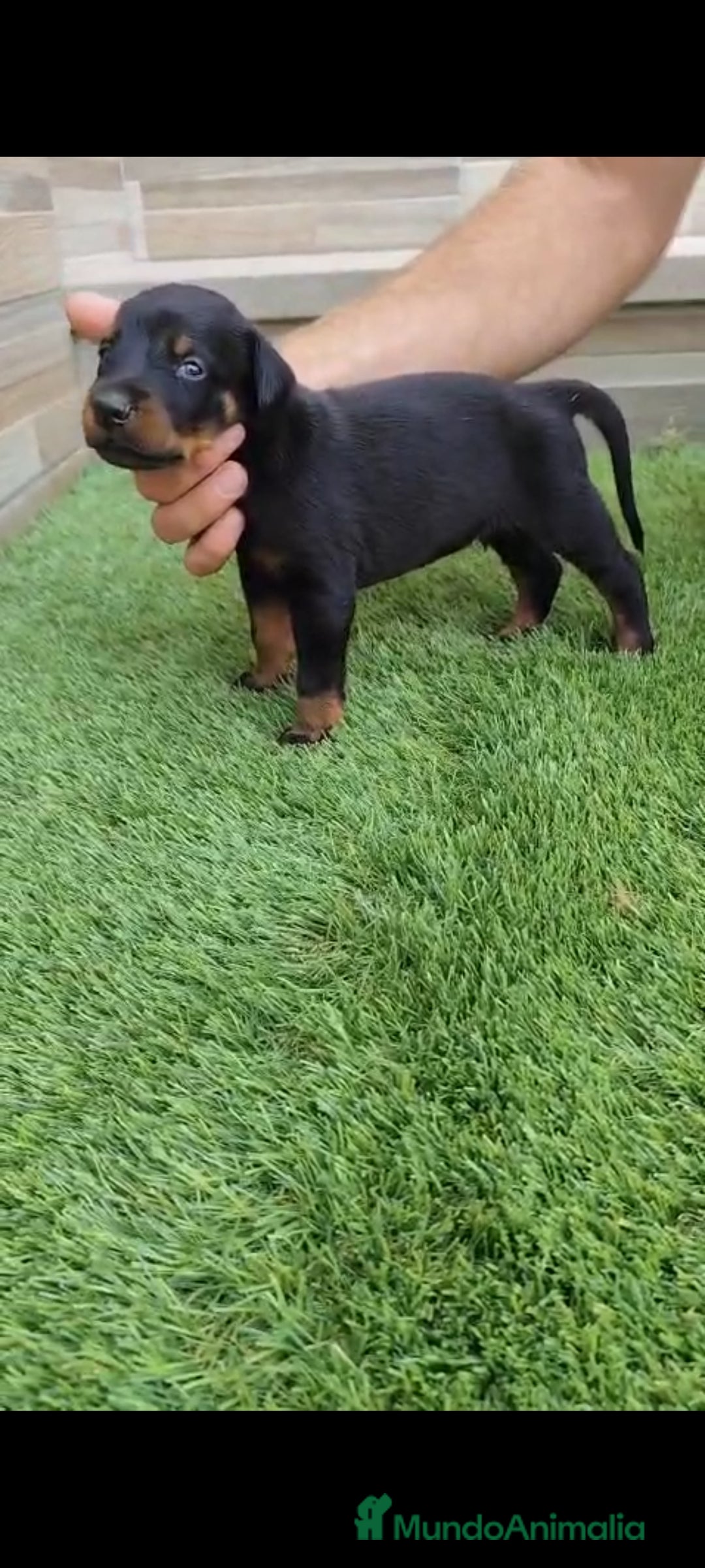 Dobermann perros en venta: Doberman  - Imagen 5