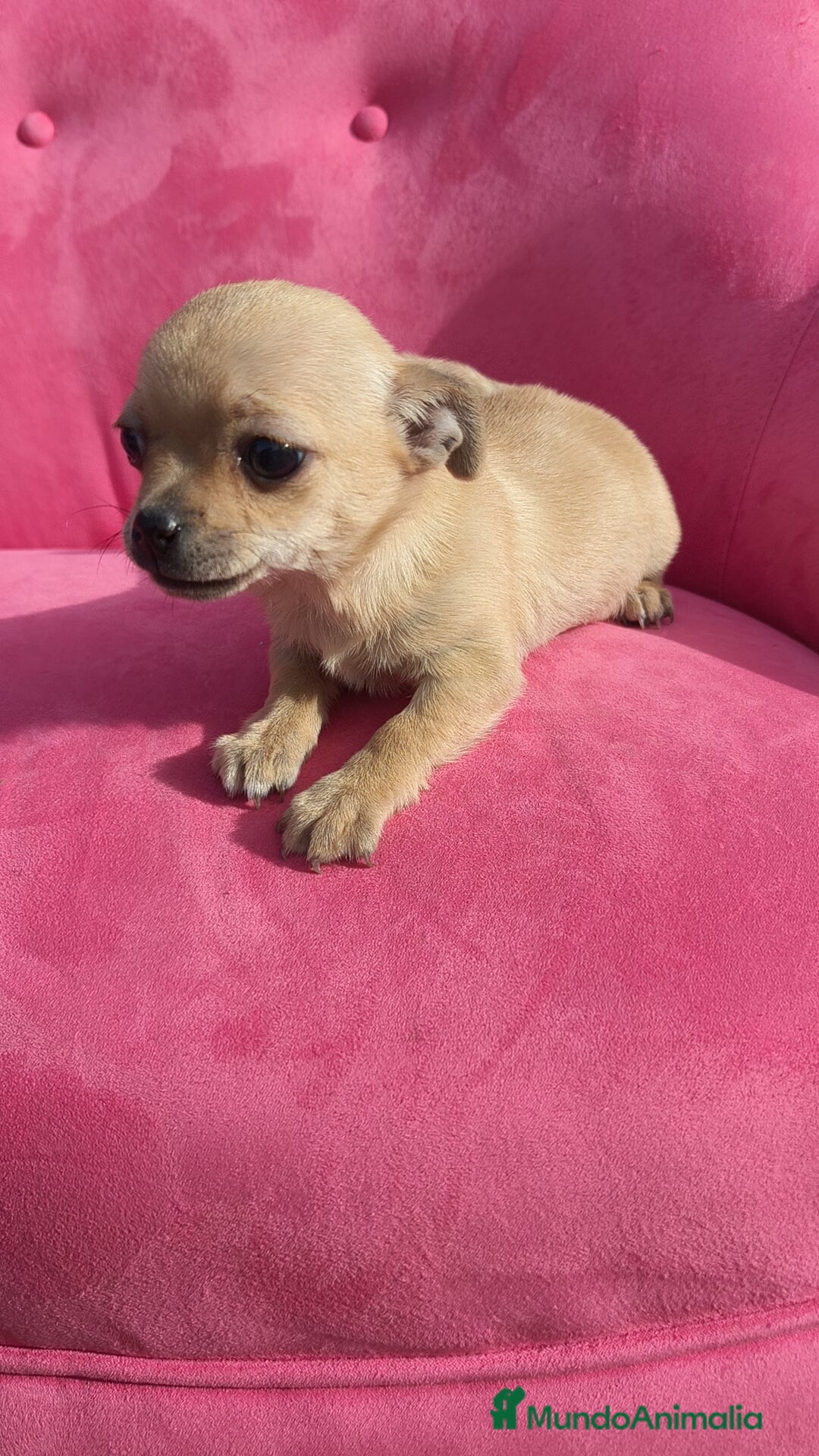 Chihuahua perros en venta: Chihuahua hembra disponible  - Anuncio 10