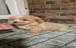 Maltipoo perros en venta: MALTIPOO MIRCO Y MICRO/TEA CUP - Imagen 5