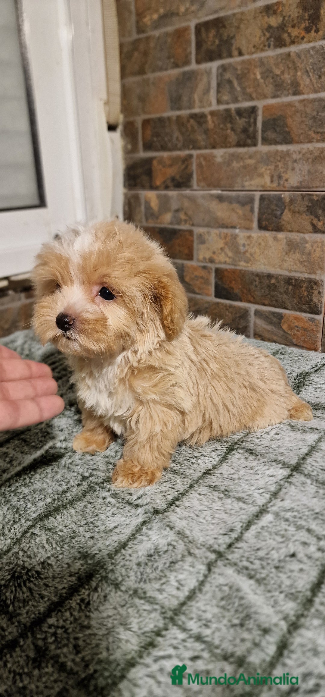 Maltipoo perros en venta: MALTIPOO MIRCO Y MICRO/TEA CUP - Imagen 5