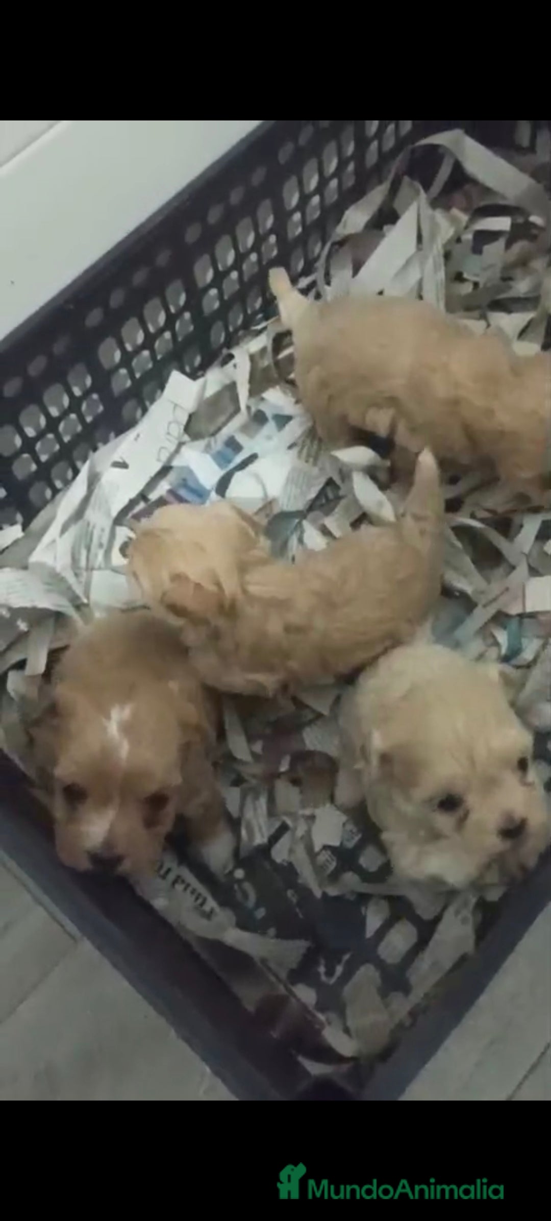 Maltipoo perros en venta: Maltipoo hembra y macho  - Anuncio 2