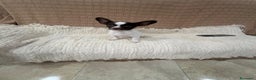 Chihuahua perros en venta: Chihuahua rusa blanca chocolate  - Anuncio 9