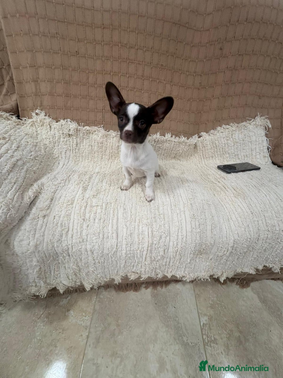 Chihuahua perros en venta: Chihuahua rusa blanca chocolate  - Anuncio 9
