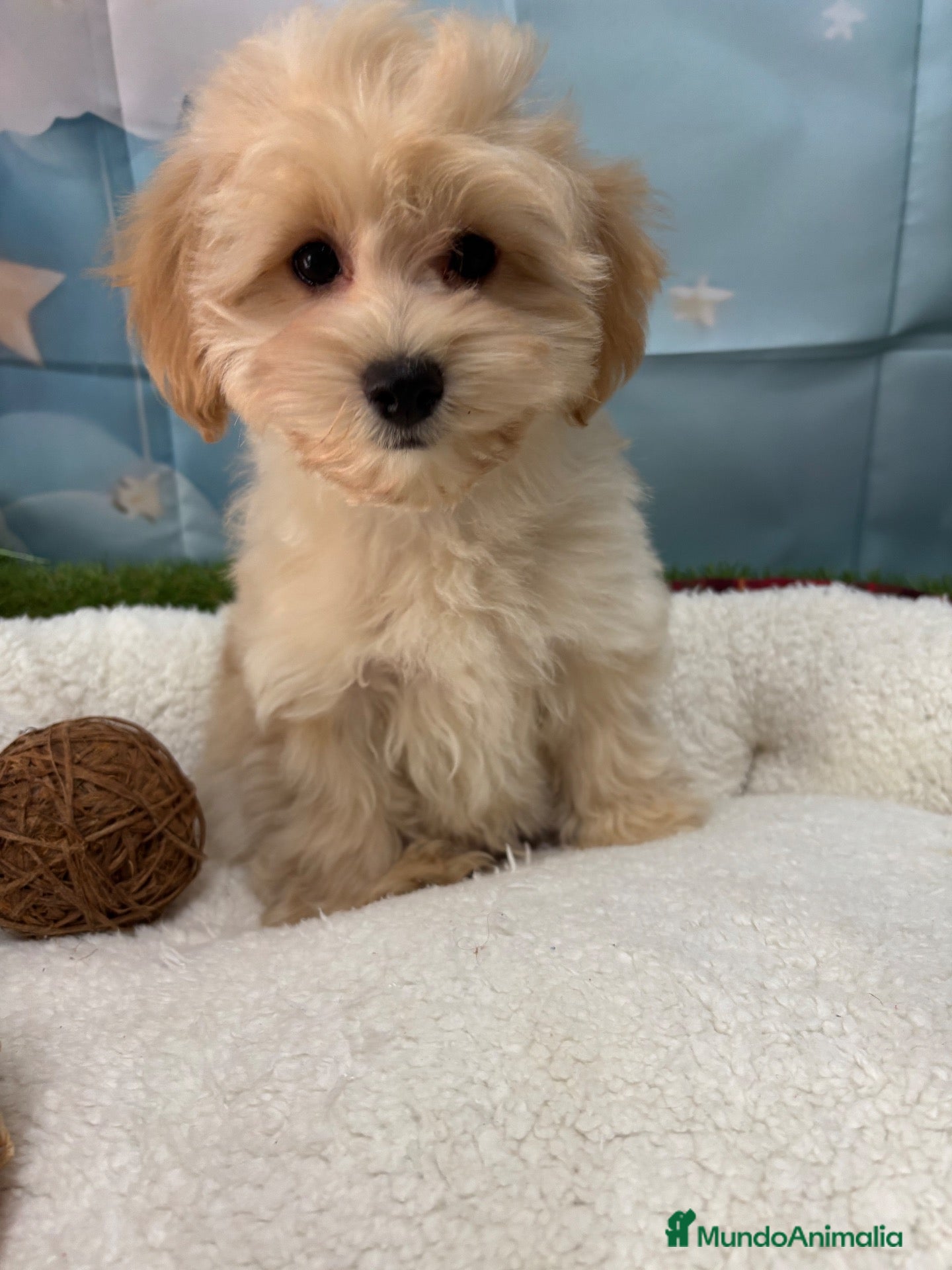 Maltipoo perros Maltipoo disponible fotos actuales!! - Anuncio 3