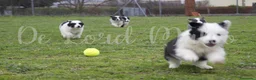 Border Collie perros en venta: Border Collie cachorros de raza y calidad en Segovia - Anuncio 2