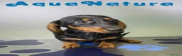 Teckel perros en venta: Teckel Hembra de Kily y Luisiño 8164 AQUANATURA - Anuncio 4