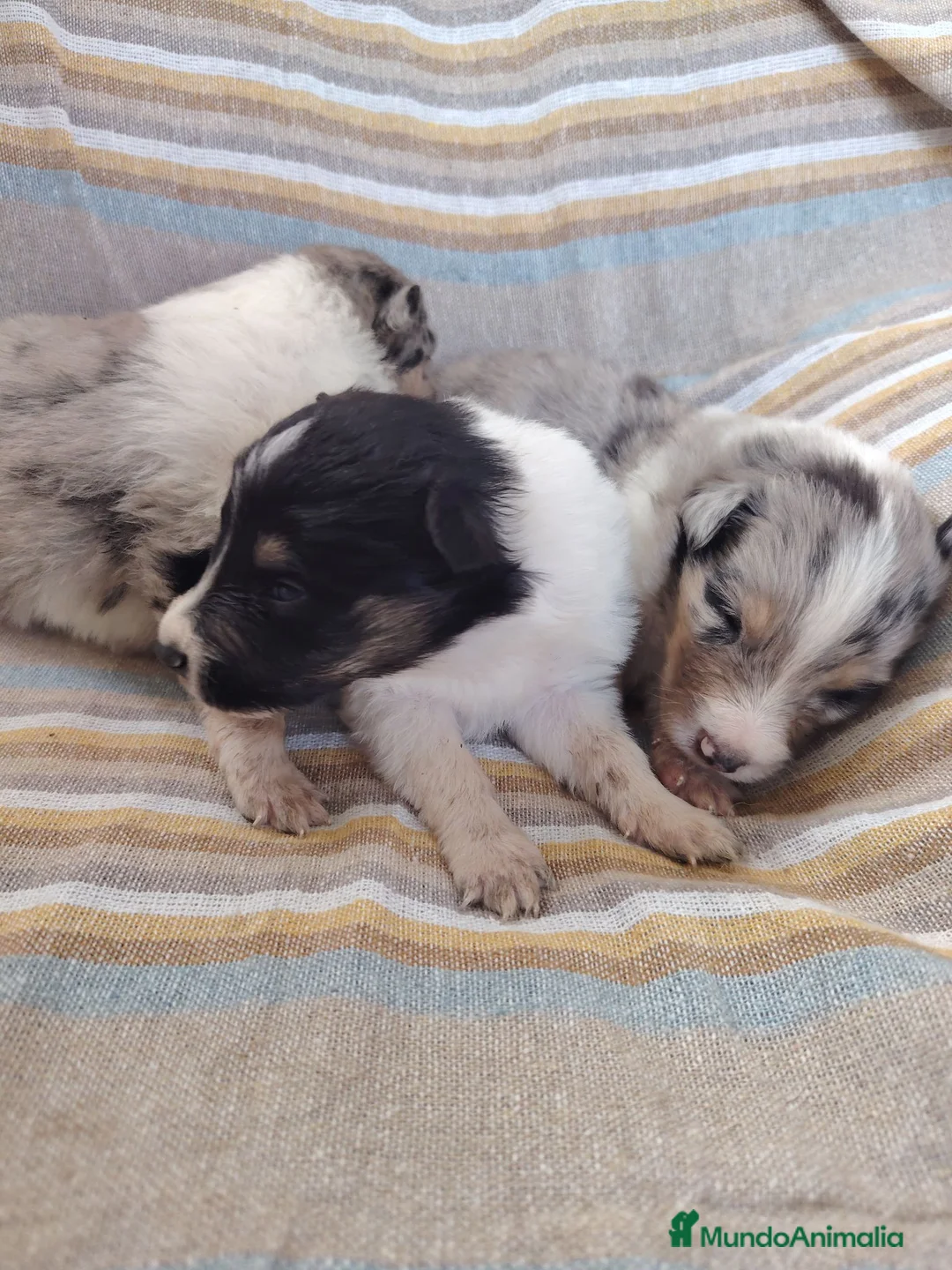 Collie de Pelo Largo perros en venta: Rough collie blue y tricolor  - Anuncio 16