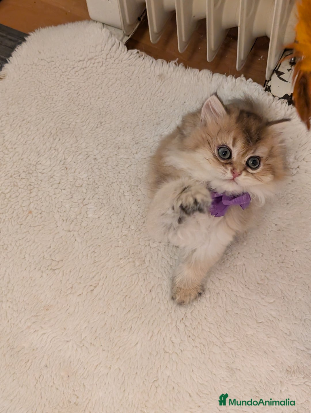 Británico de Pelo Largo gatos en venta:  2gatitos color exclusivo british golden longhair  - Anuncio 12