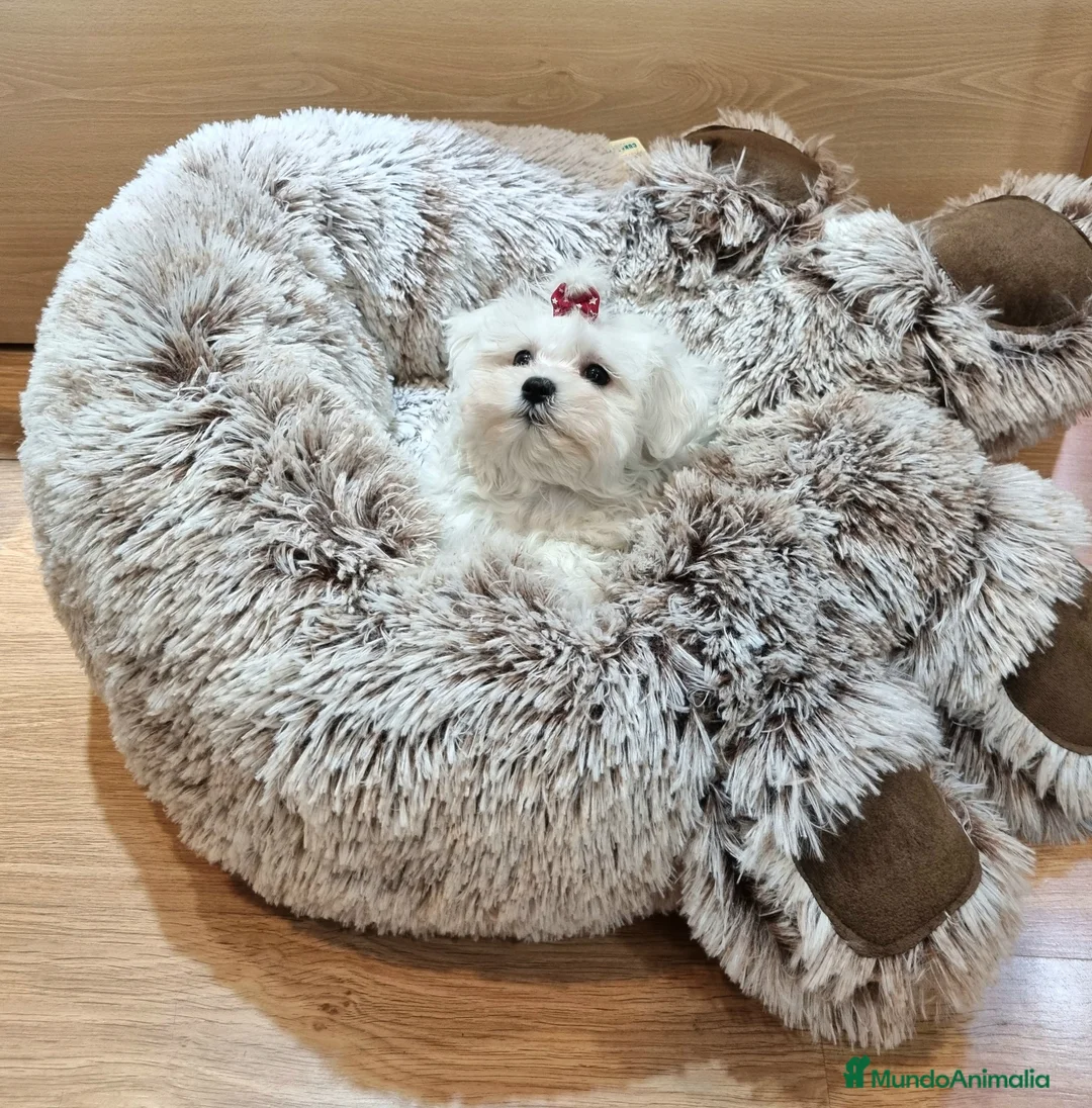 Bichón Maltés perros en venta: Cachorros de Bichón Maltés  en Barcelona - Anuncio 3