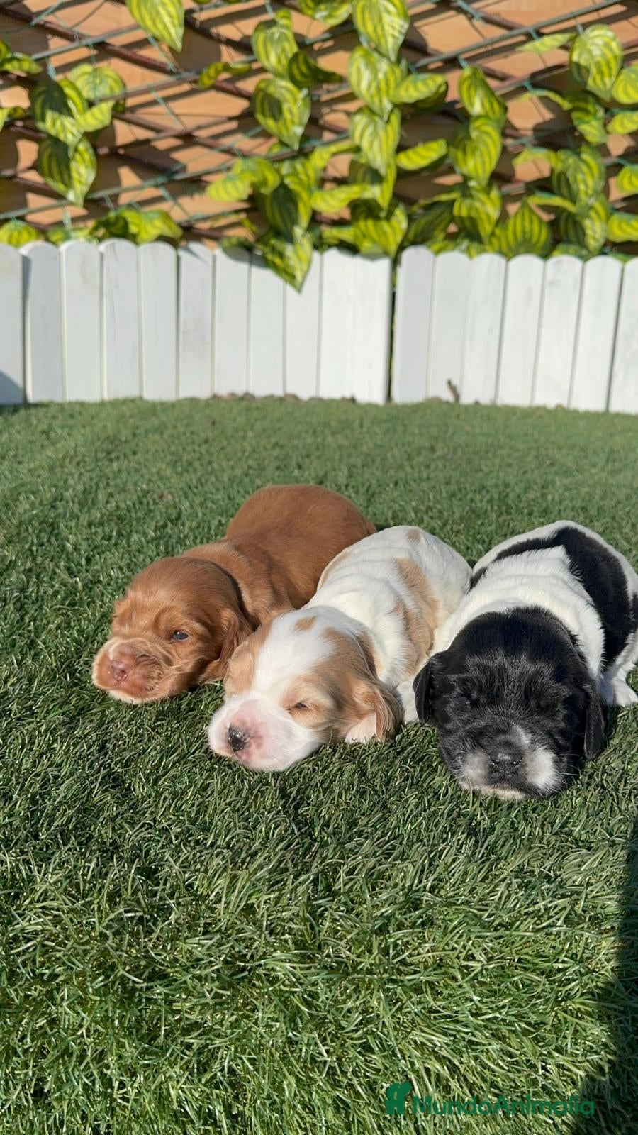 Cocker Spaniel Inglés perros COCKER SPANIEL INGLES - Anuncio 2