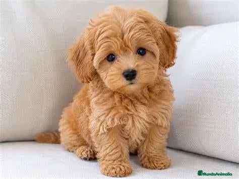Maltipoo perros maltipoo  - Anuncio 1