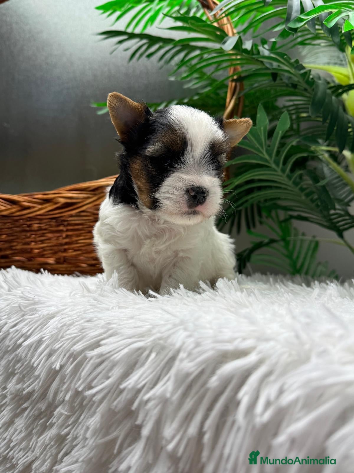 Yorkshire Terrier perros en venta: YORKSHIRE BIEWER - MACHO - Anuncio 30