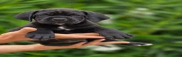 Cane Corso perros en venta: Cachorros de Cane Corso - Anuncio 3