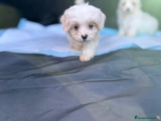 Bichón Maltés perros - Anuncio 1