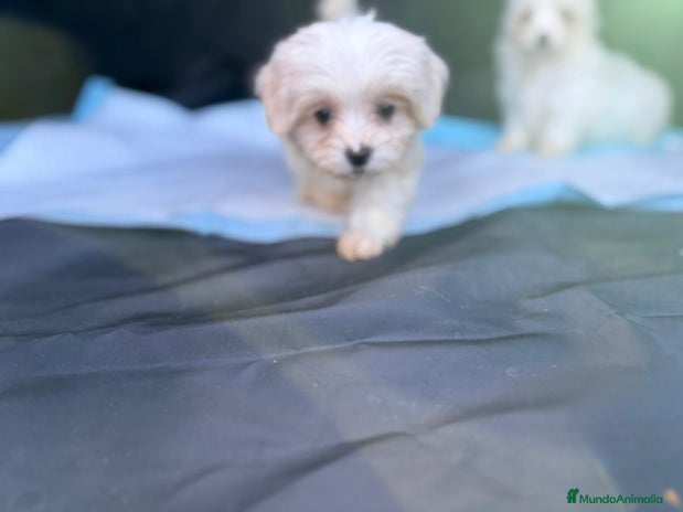 Bichón Maltés perros - Anuncio 1