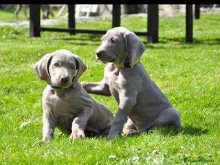Weimaraner perros Braco de weimar - Anuncio 25