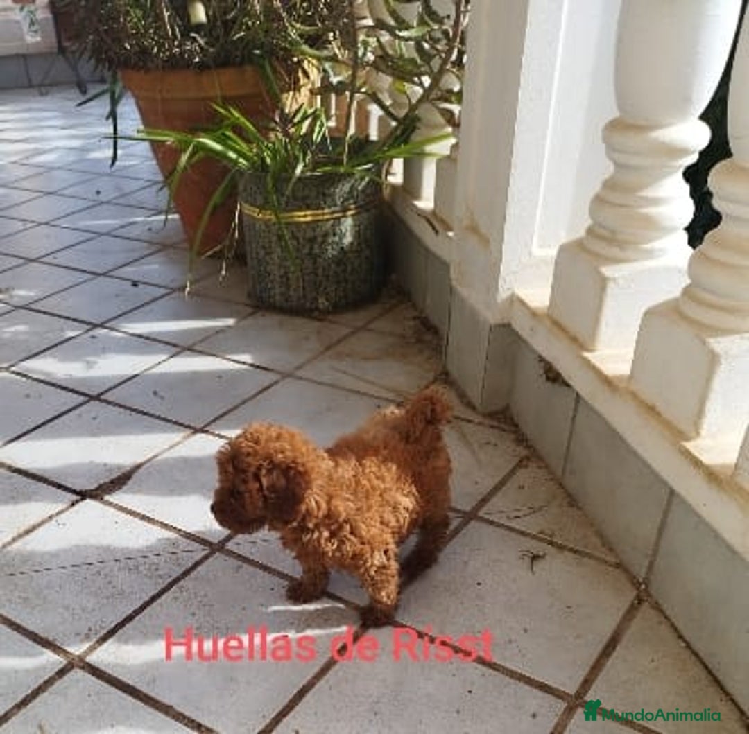 Caniche Toy perros en venta: CANICHES ROJOS EXCLUSIVOS  - Anuncio 4