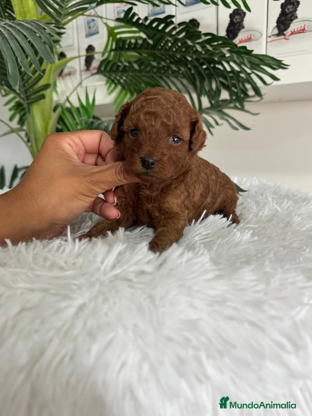 Caniche Toy perros en venta: CANICHE TOY ROJA 🎀 - Anuncio 40