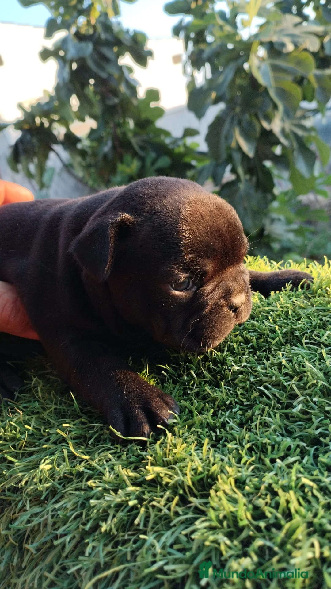 Bulldog Francés perros en venta: Bulldog Frances - Anuncio 2