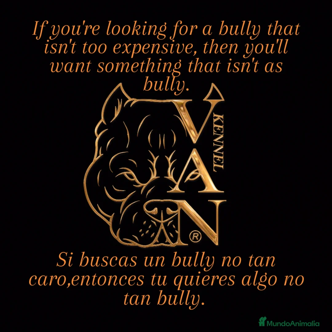 American Bully perros en venta: American Bully Pocket  - Anuncio 9