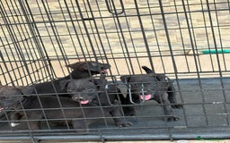 Jack Russell Terrier perros en venta: Disponibles cachorros Patterdale terrier  - Imagen 7