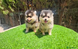 Pomerania perros en venta: Pomerania pura raza color husky minis  - Imagen 2
