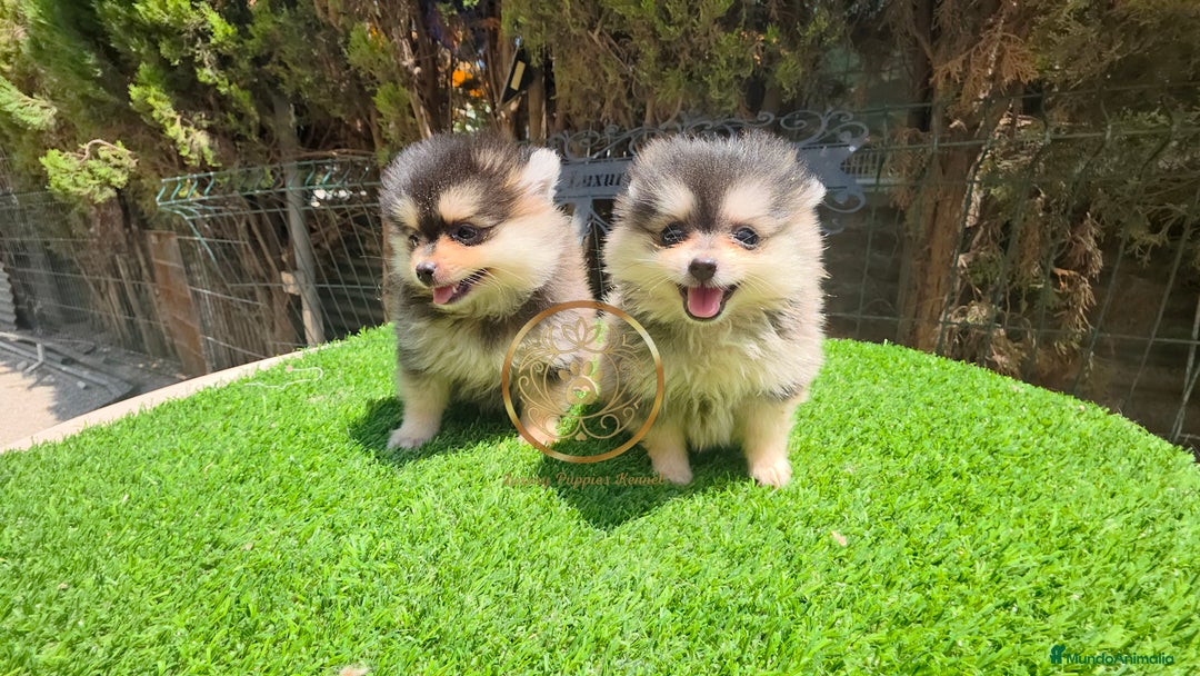 Pomerania perros en venta: Pomerania pura raza color husky minis  - Imagen 2