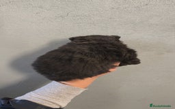 Pomerania perros en venta: Lulú Pomerania hembra  - Anuncio 5