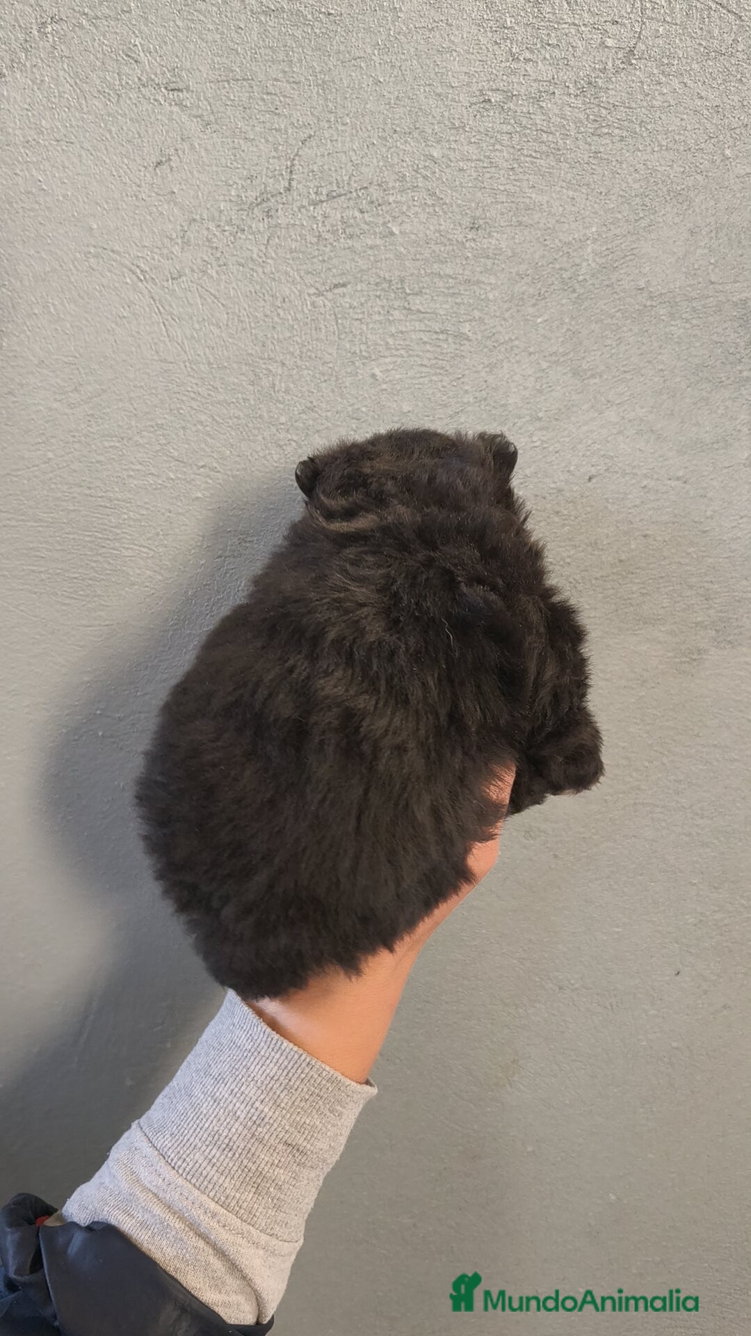 Pomerania perros en venta: Lulú Pomerania hembra  - Anuncio 5