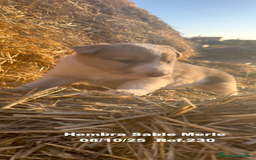 Border Collie perros en venta: BORDER COLLIE Sable Merle - Imagen 12