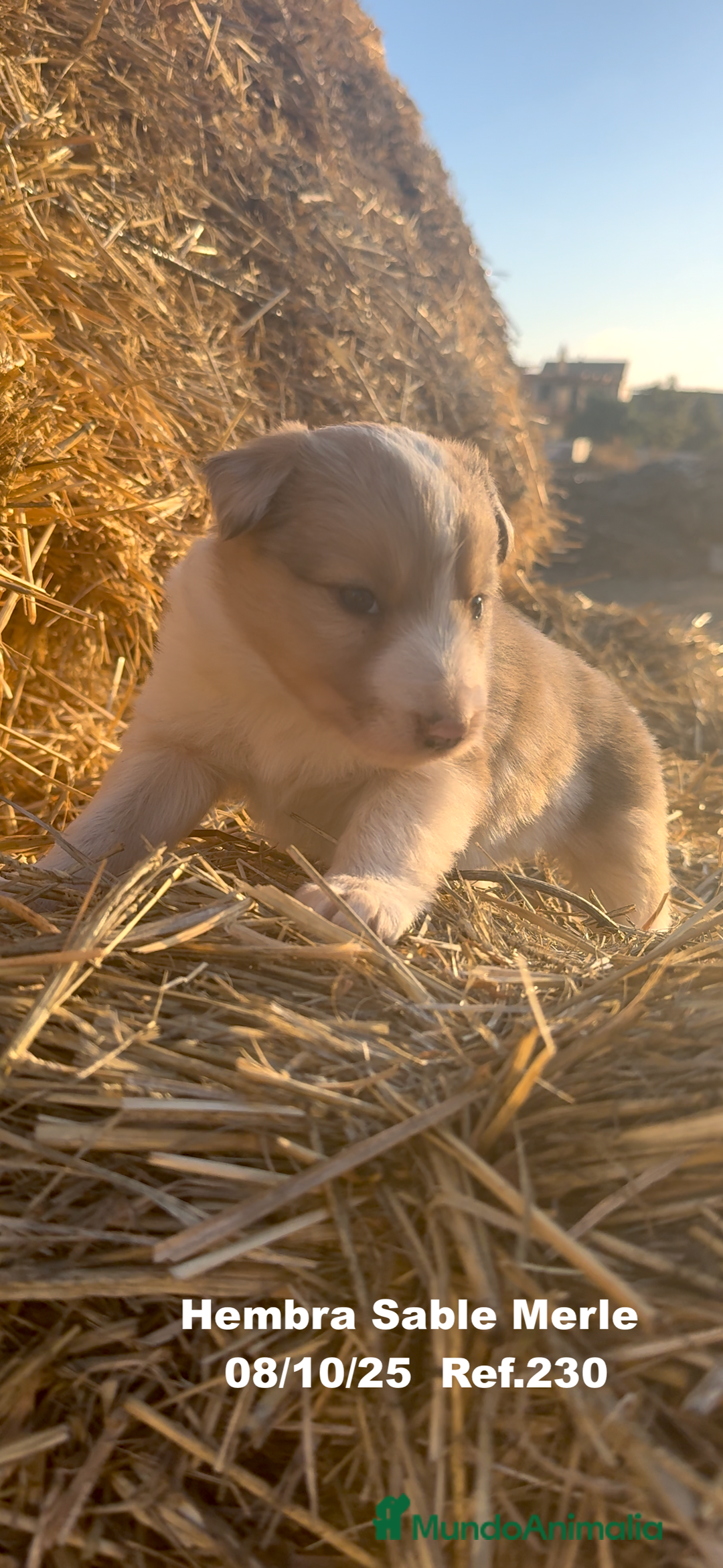 Border Collie perros en venta: BORDER COLLIE Sable Merle - Imagen 12