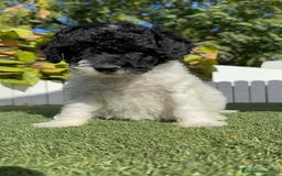 Perro de Agua Español perros en venta: PERRO DE AGUA HEMBRA - Imagen 6
