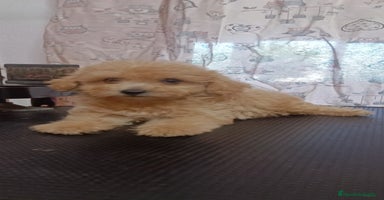 Caniche Toy perros - Anuncio 2