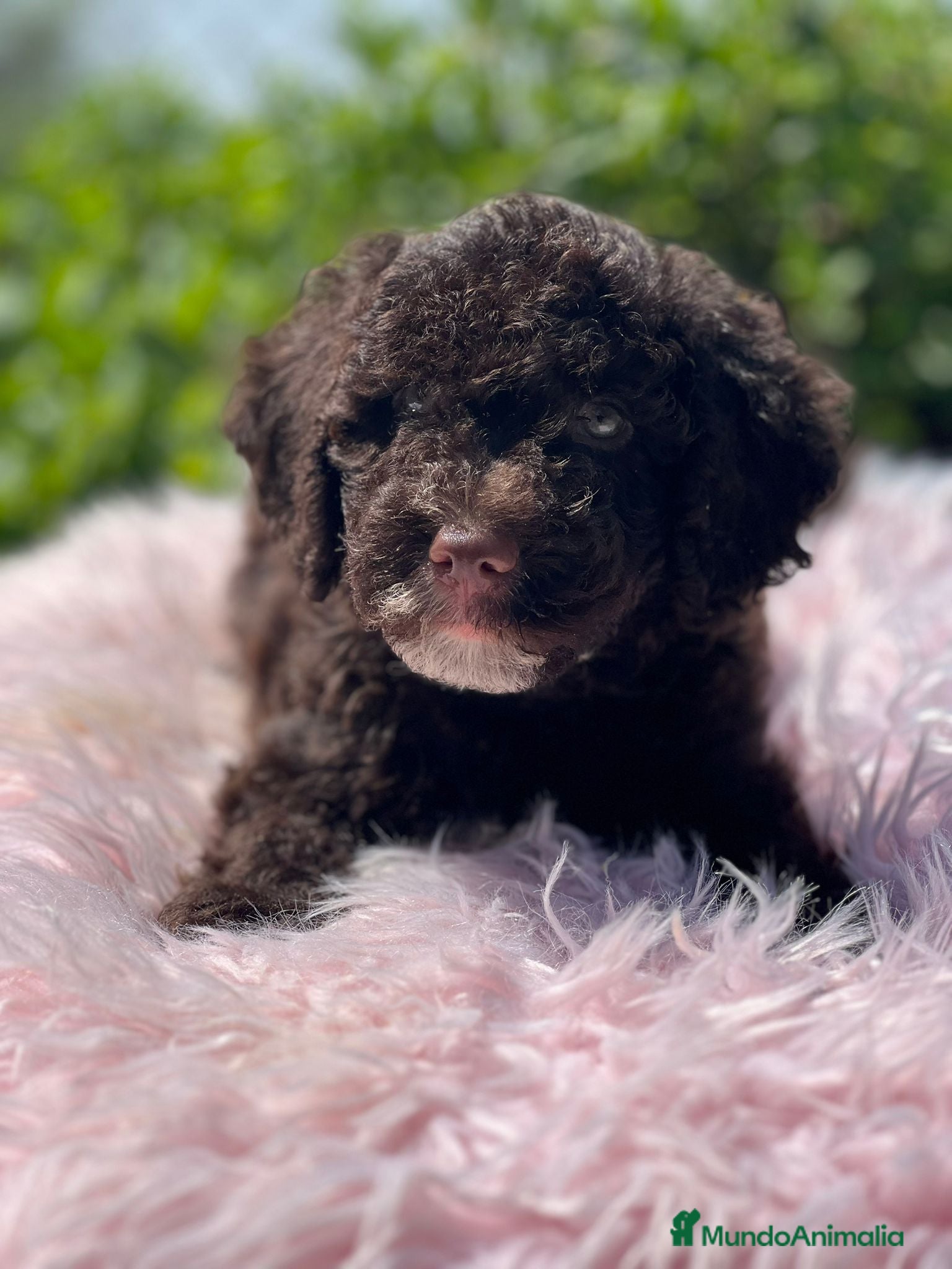 Perro de Agua Español perros Perro de agua - Anuncio 16