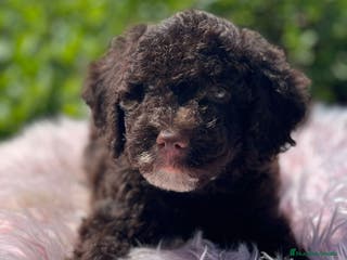 Perro de Agua Español perros Perro de agua - Anuncio 6