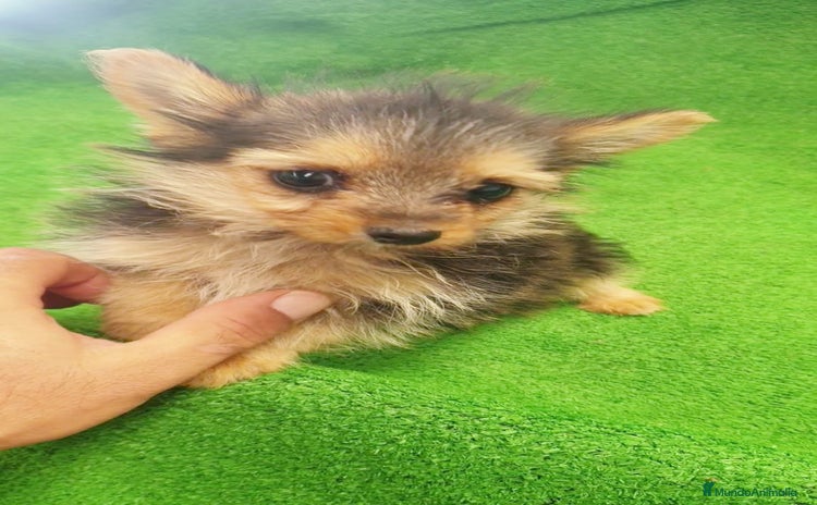 Yorkshire Terrier perros - Anuncio 2