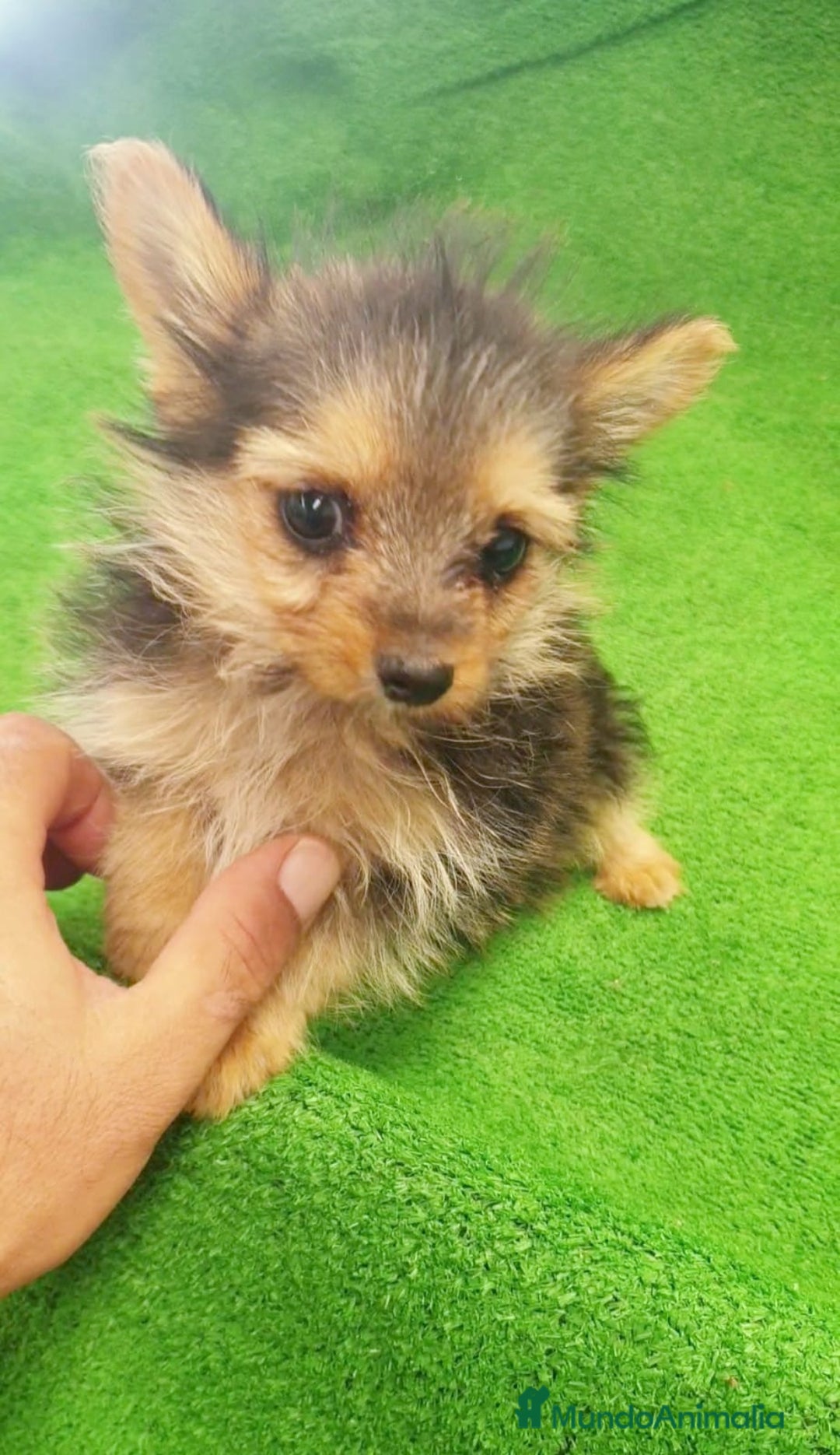 Yorkshire Terrier perros en venta: Yorkshire Terrier Toy - Imagen 1