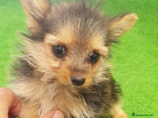 Yorkshire Terrier perros - Anuncio 2