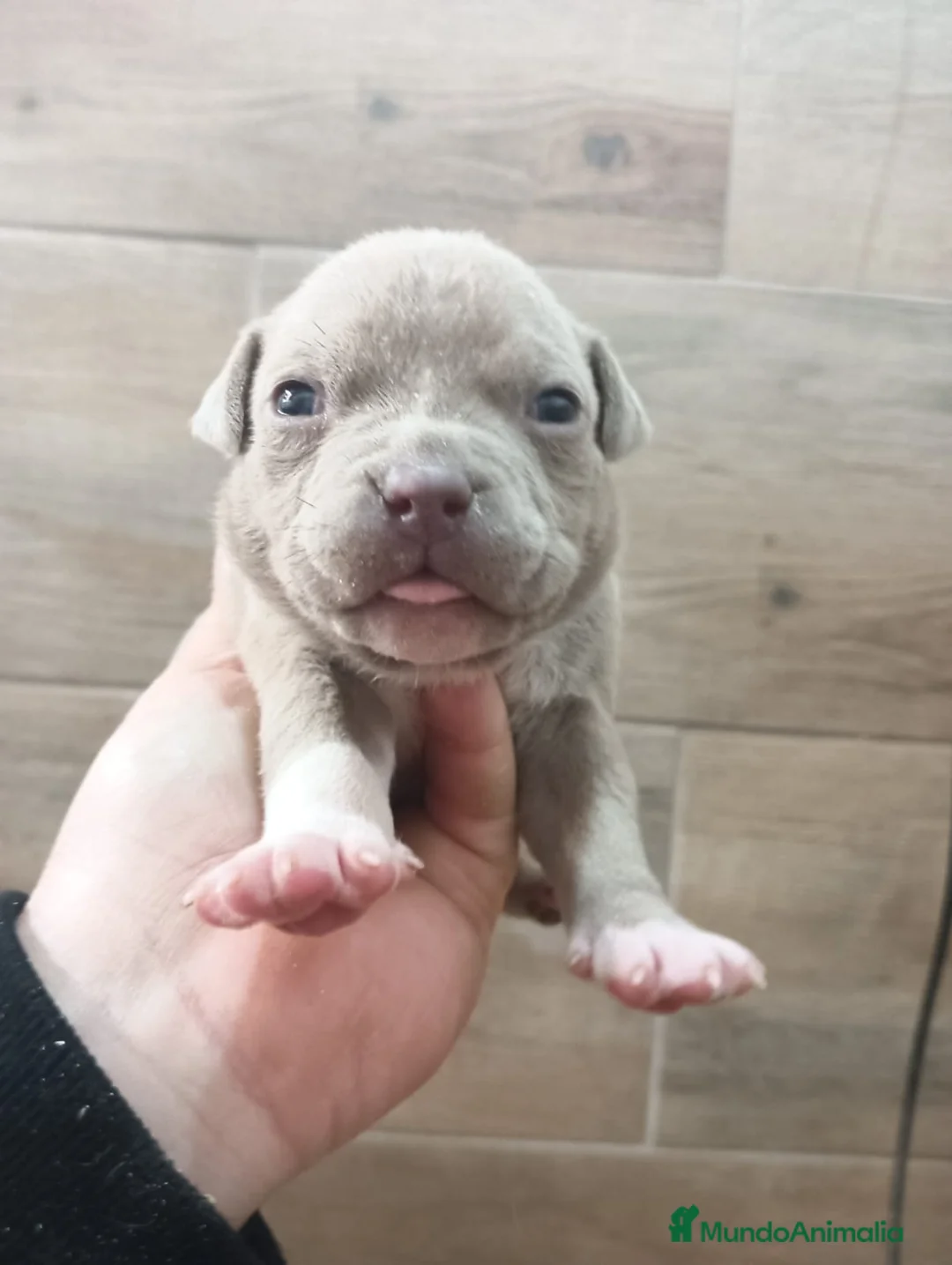 American Bully perros en venta: american bully micro  - Anuncio 8